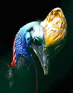 A portrait of a Cassowary in profile