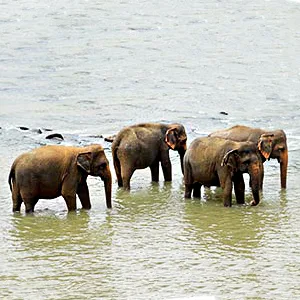 elephants bathing at pinawala