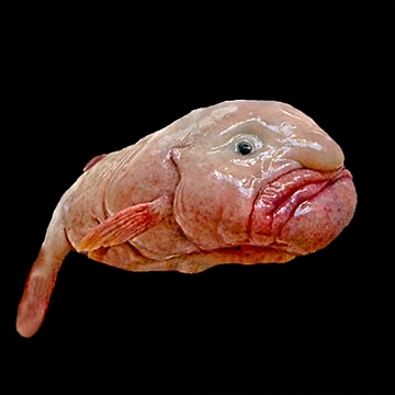 blobfish out of water with its body collapsed